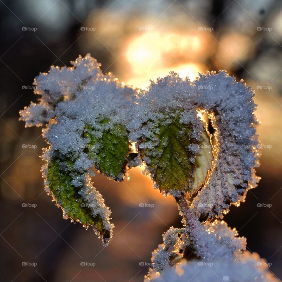 Frosty leaves