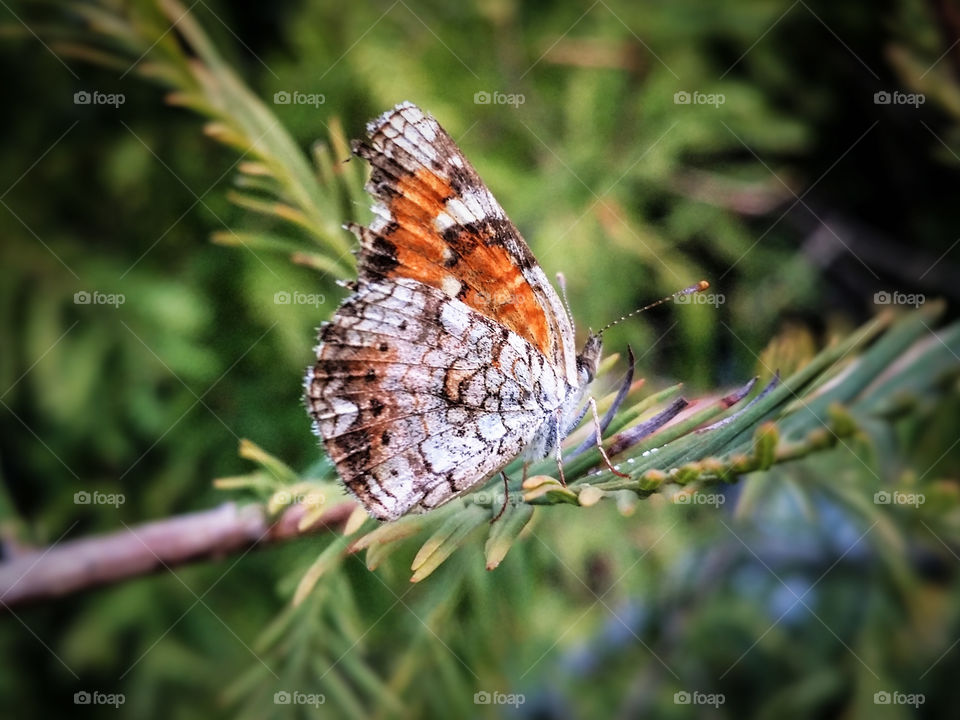 Beautiful orange and silver butterfly on a cypress tree during the golden hours natural light