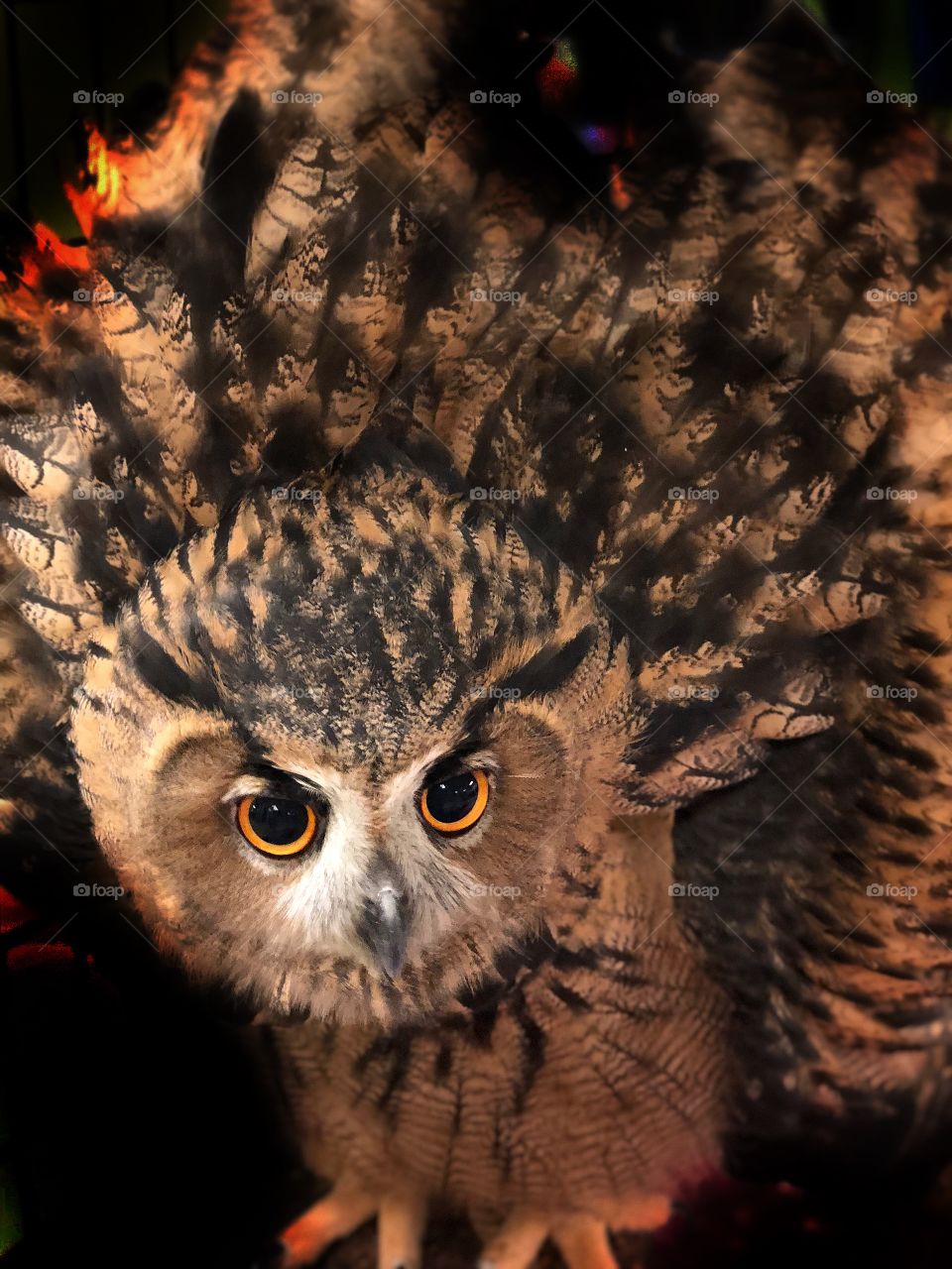 Eagle owl 