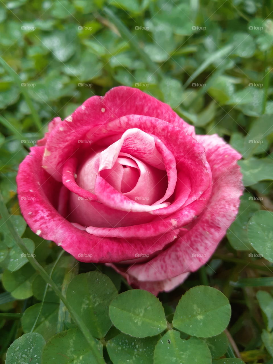 The rose is always beautiful.