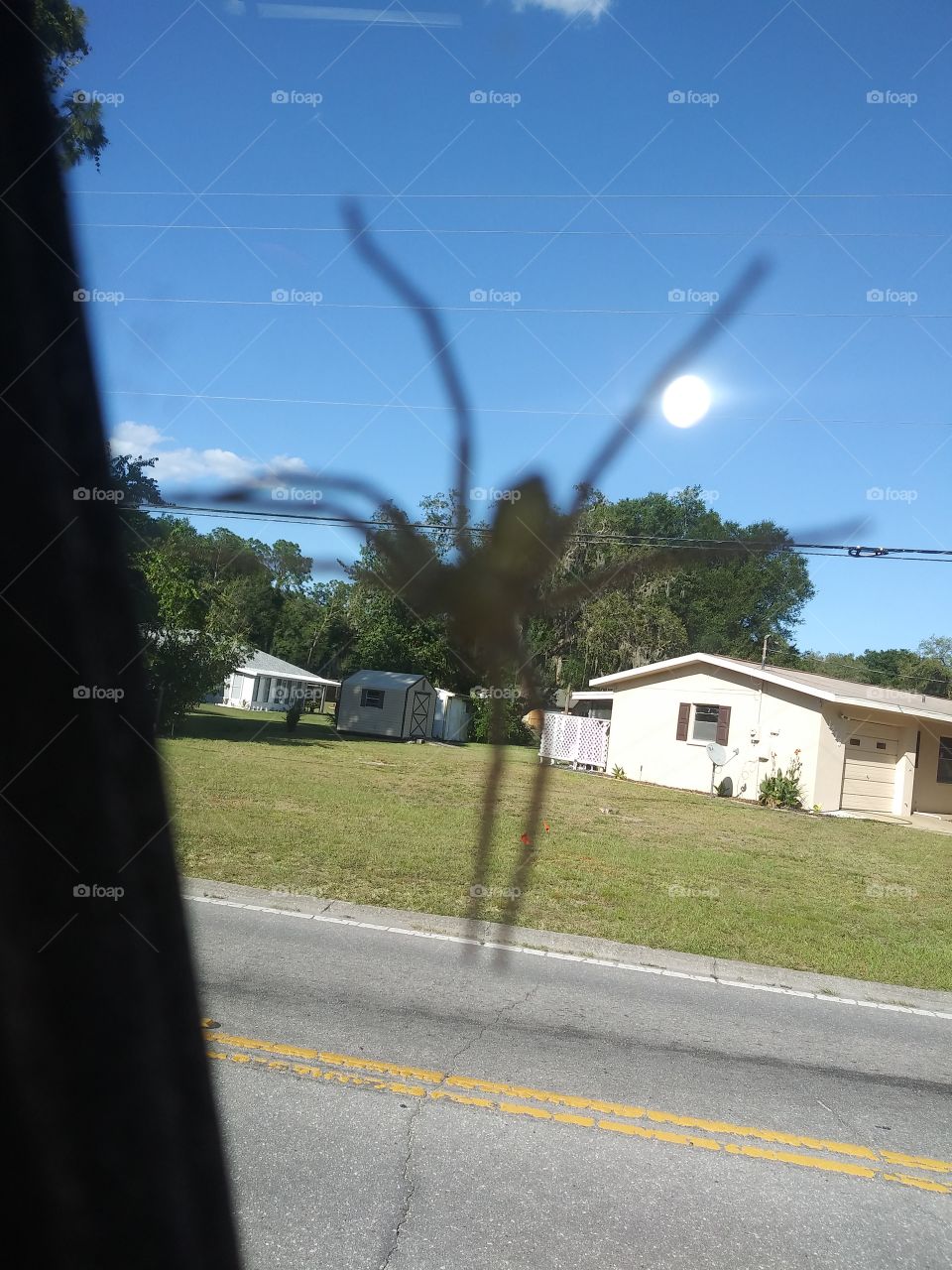 Spider on my window