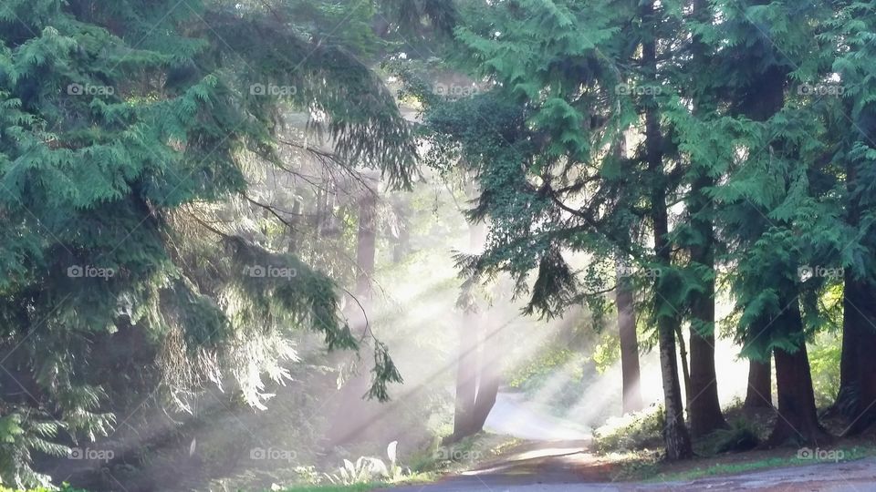 Morning fog in forest