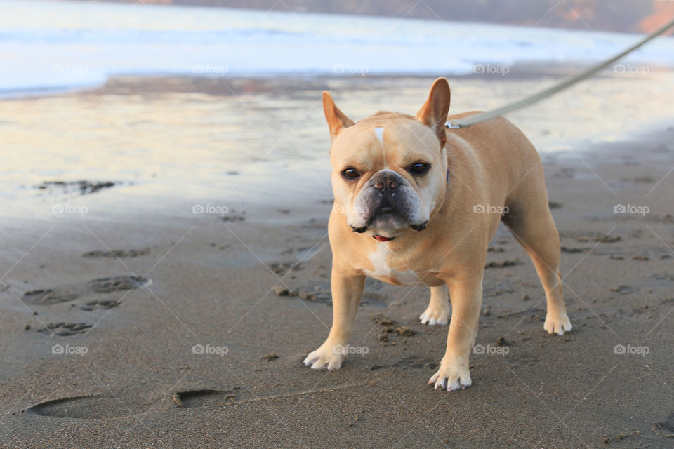 Walking by the beach in San Francisco