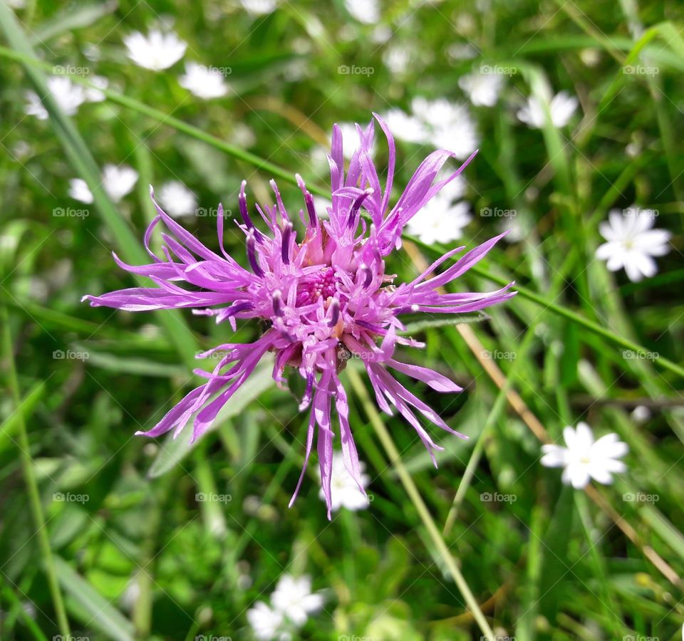 wildflower meadow