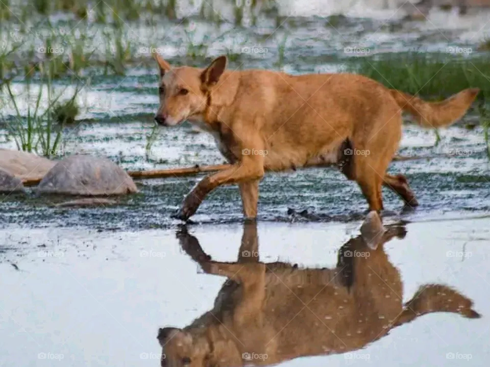 my dog
