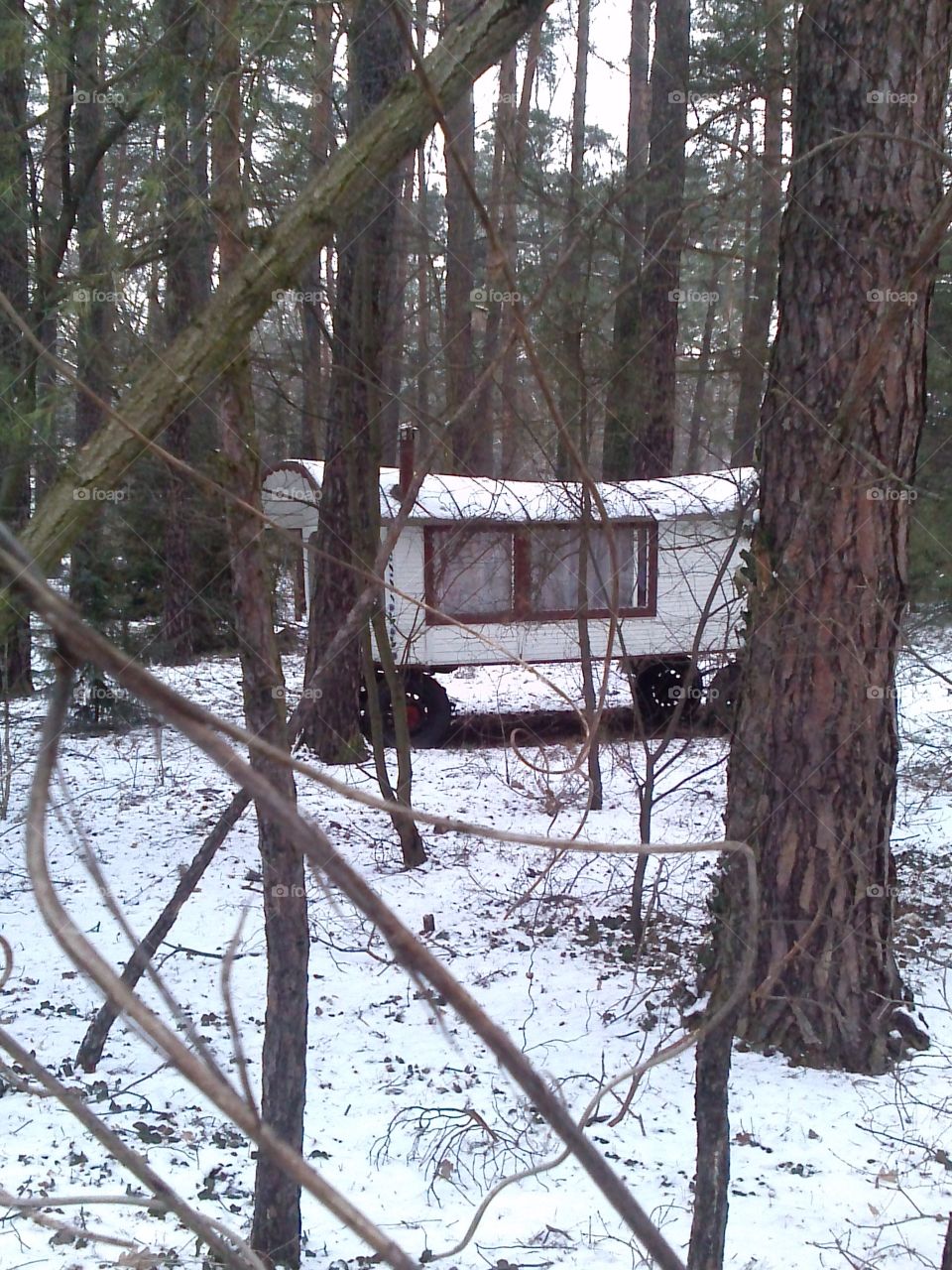 wagon in the woods