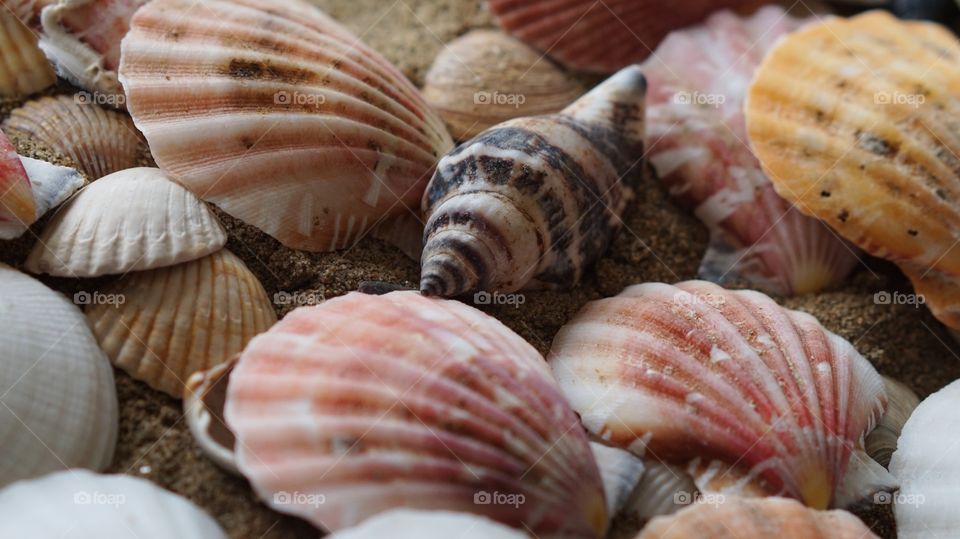 Sea shells 