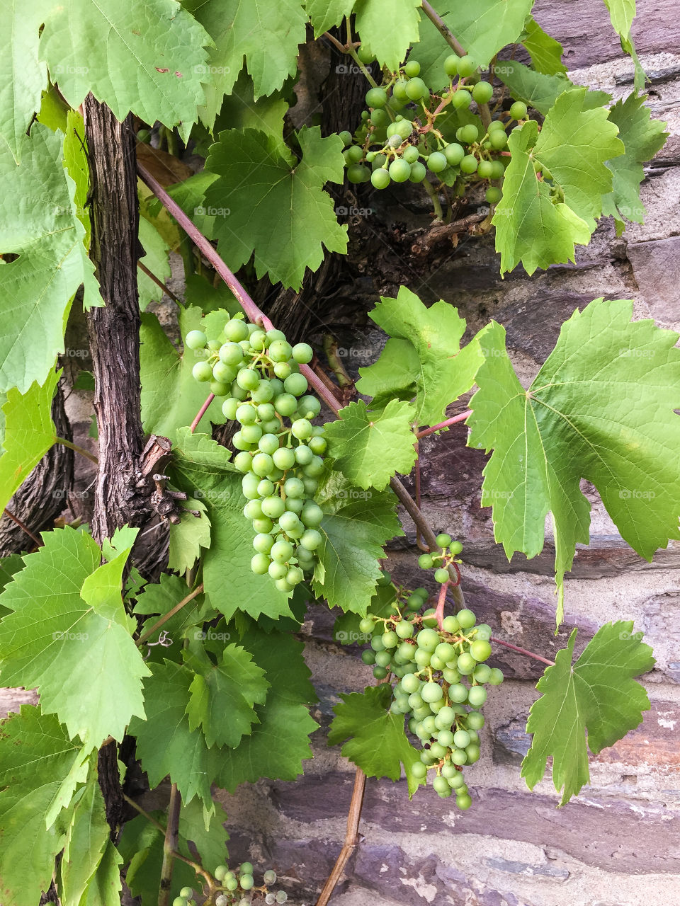 Vine plant with green leaves and unripe riesling grapes in clusters growing against a stone wall in Germany in the summer.