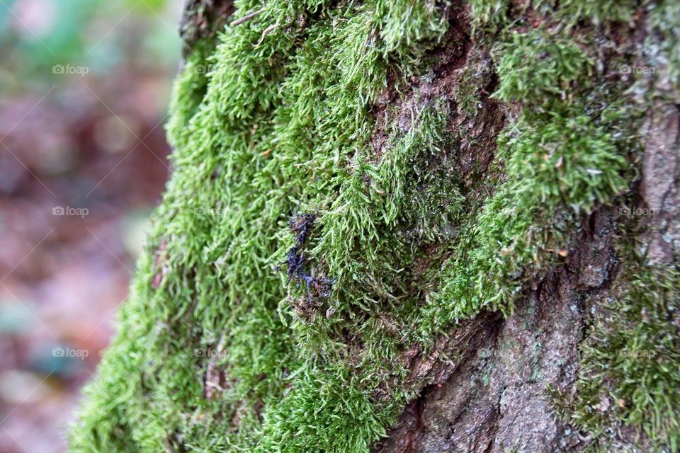 green moss on tree trunk