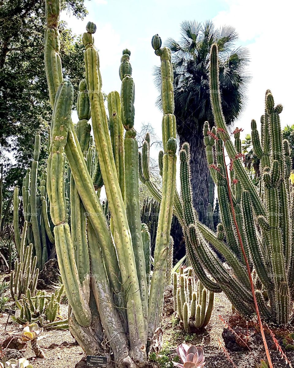 Exploring The Huntington Desert Garden 