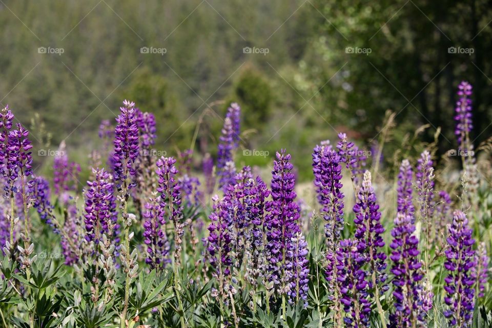 Tahoe Lupine