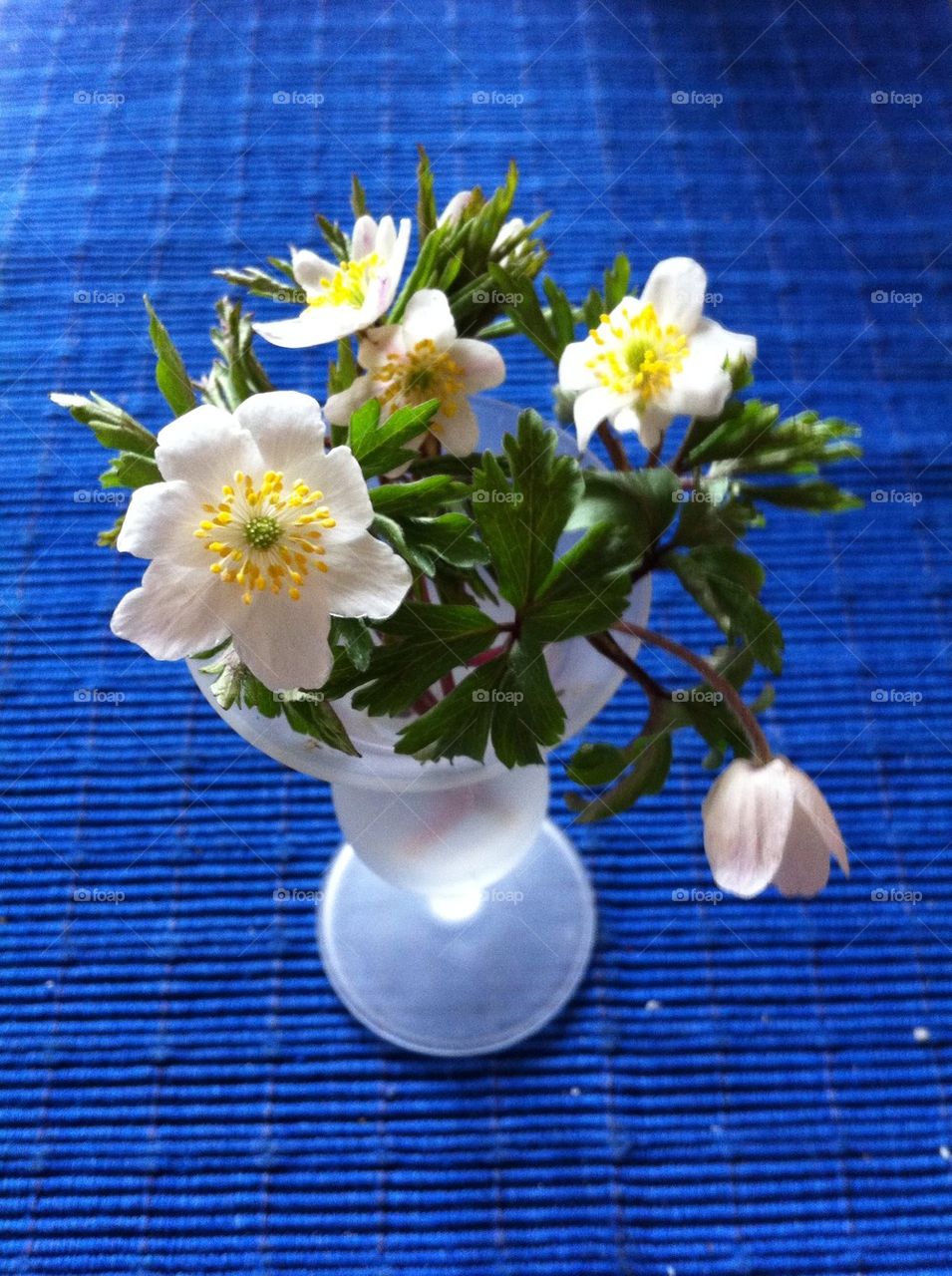 Wood anemones in vase.
