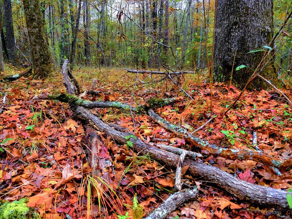 Fall Floor