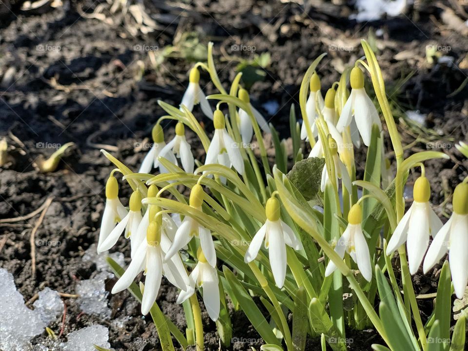 Little snowdrops in early spring, white flowers in the snow, closeup
