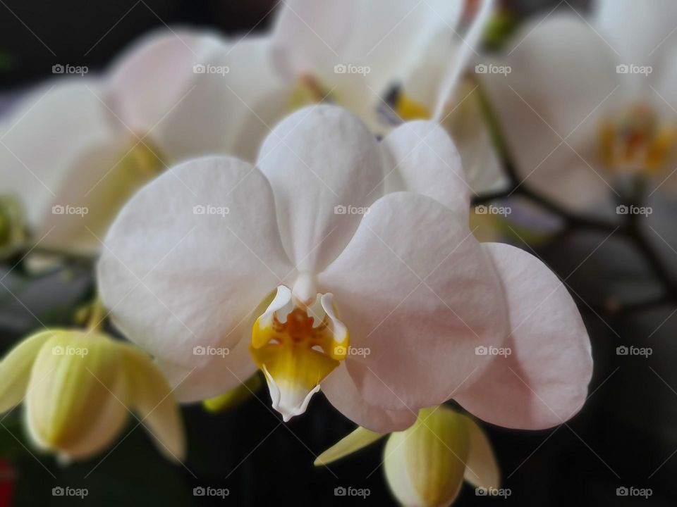 Orchid  flower