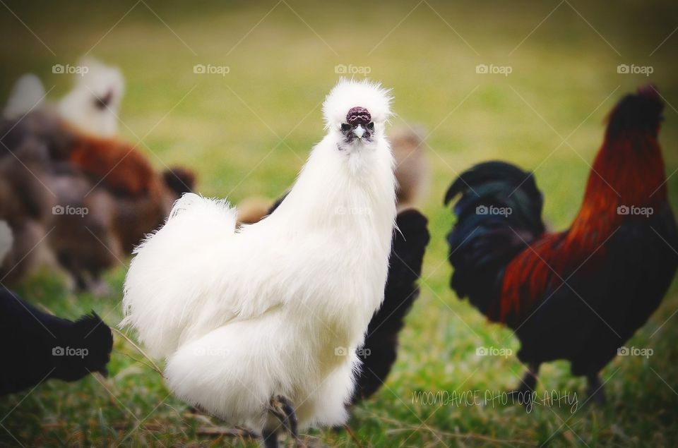 Silkie rooster chicken