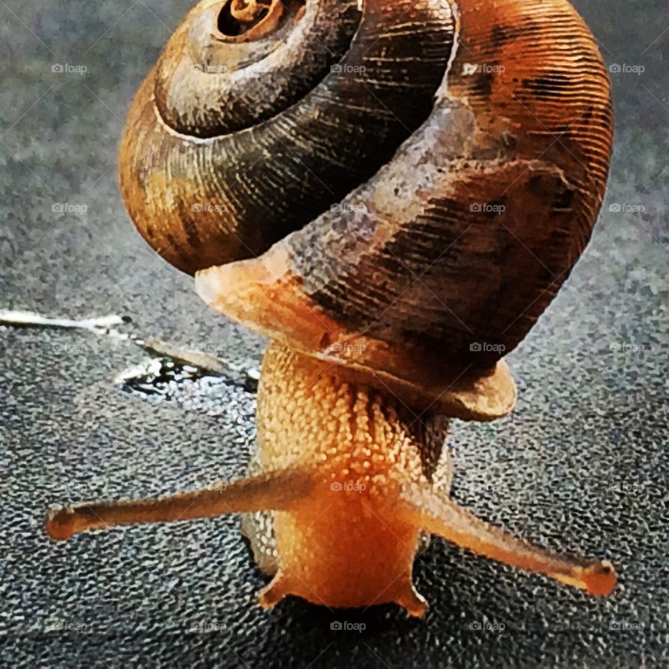 Mr Snail
