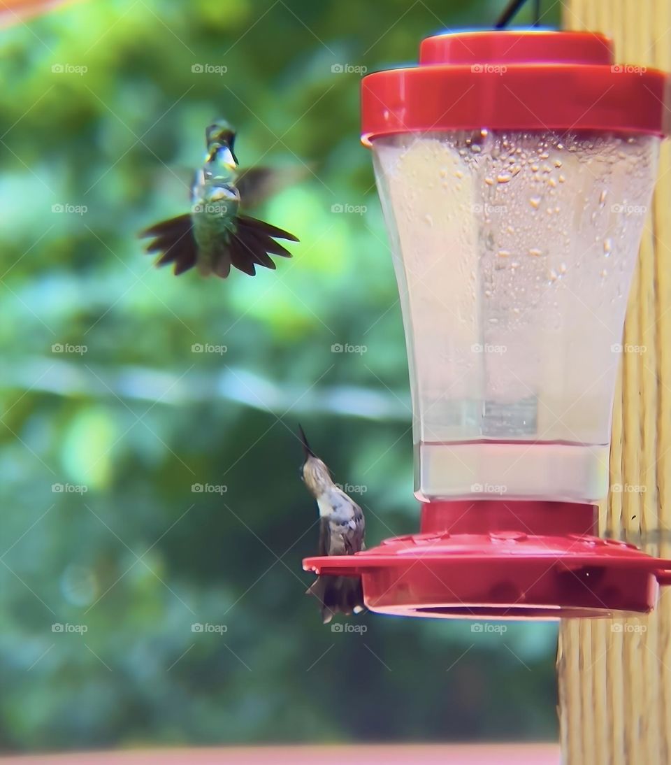 The hummingbirds tend to get aggressively playful right before a storm. The female hummingbird looks up as if to tell the male she is far from impressed.