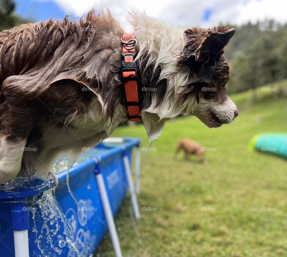 Border collie 