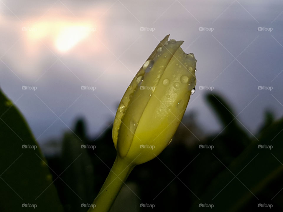 refreshing spring rain drops on a close flower