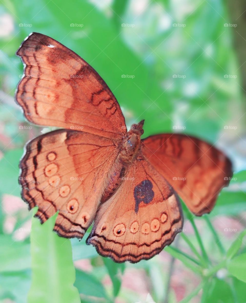 Junonia hedonia, brown pansy, brown sissy, army brown or brown argus, is a butterfly found in Southeast Asia, Indonesia, and Australia