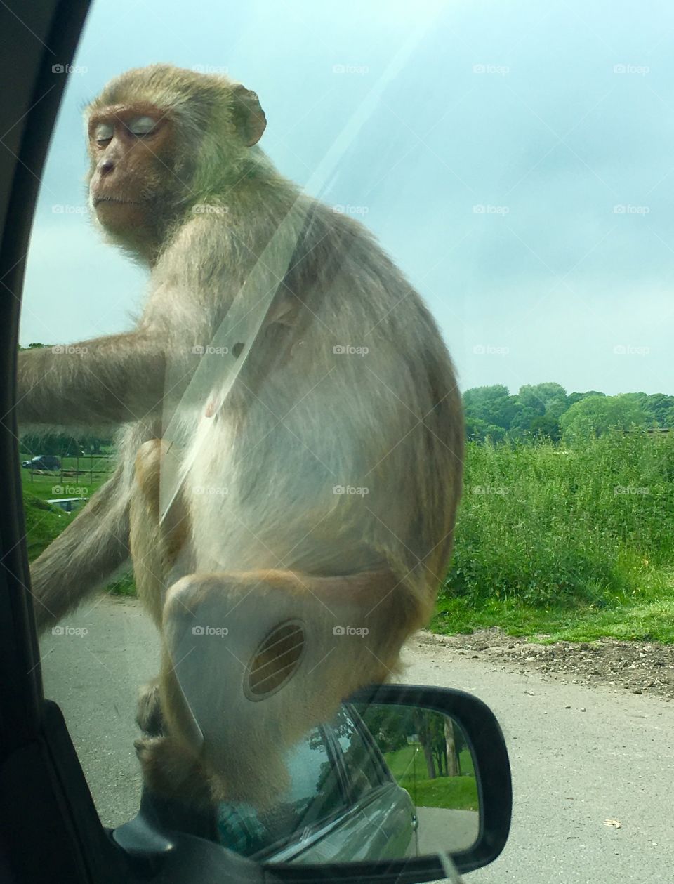 Monkey sitting on car wing mirror