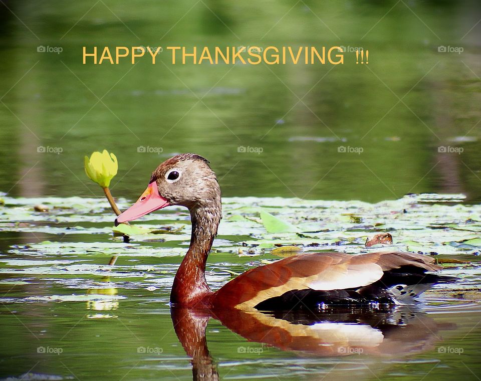 Happy Thanksgiving !!!! Message delivered by a Whistling Duck.