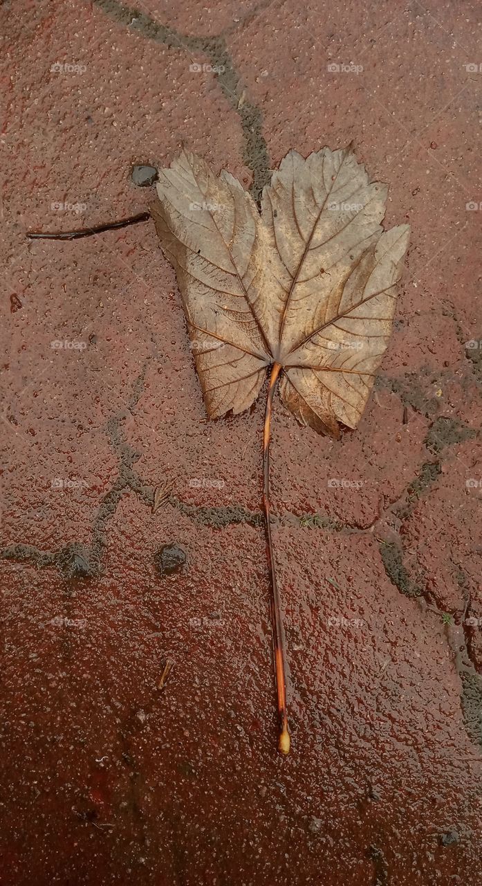Fallen Leaf
