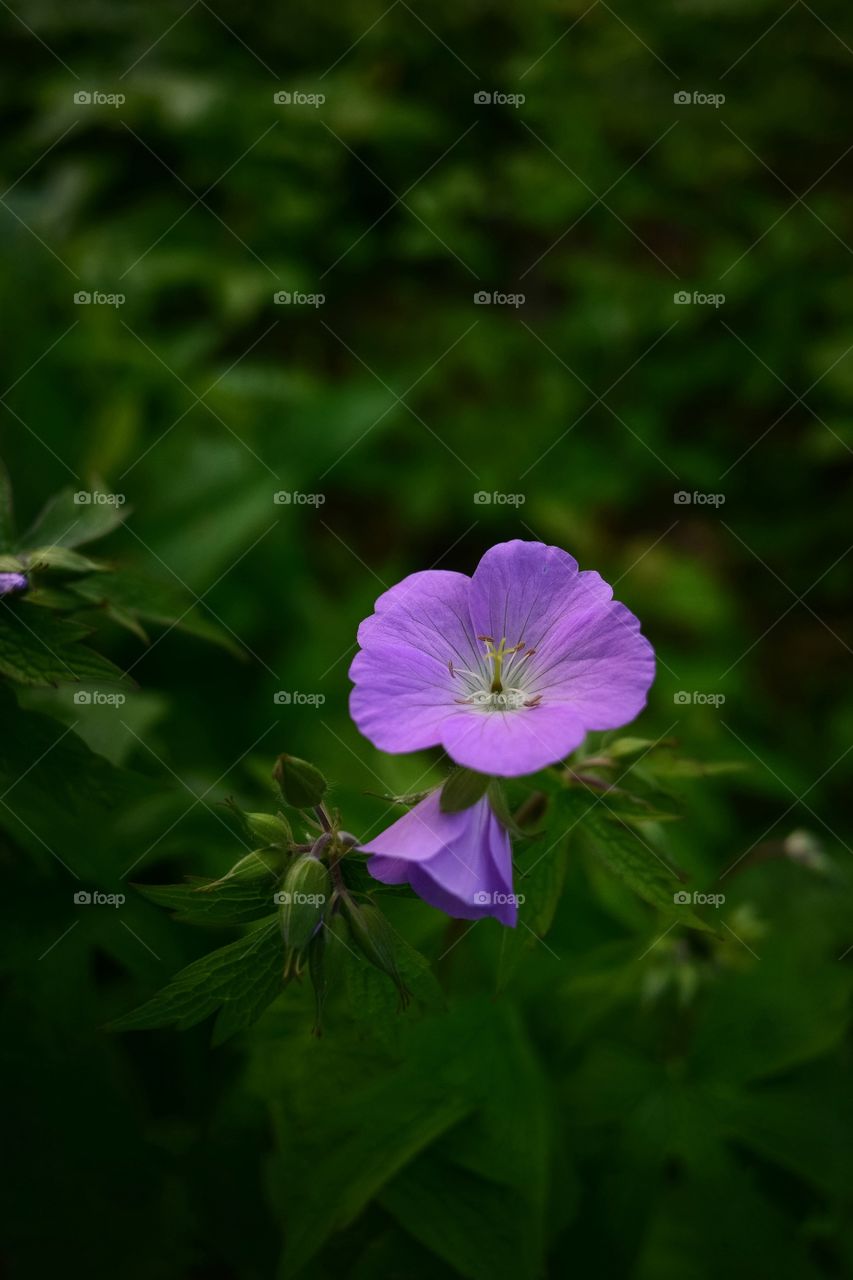 Close-up of purple flowers