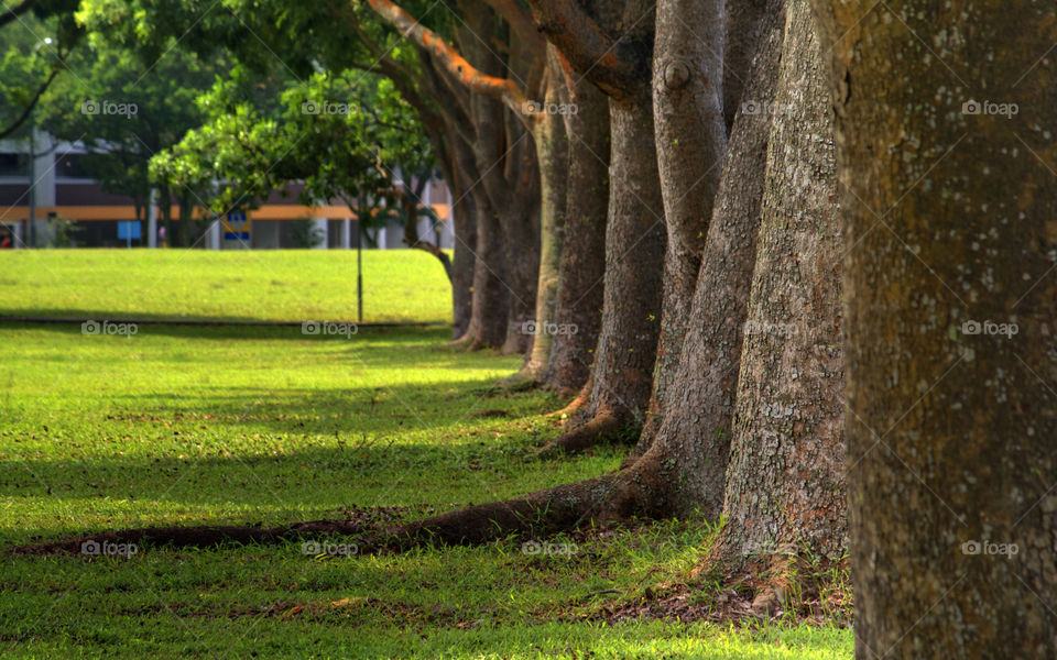 trees