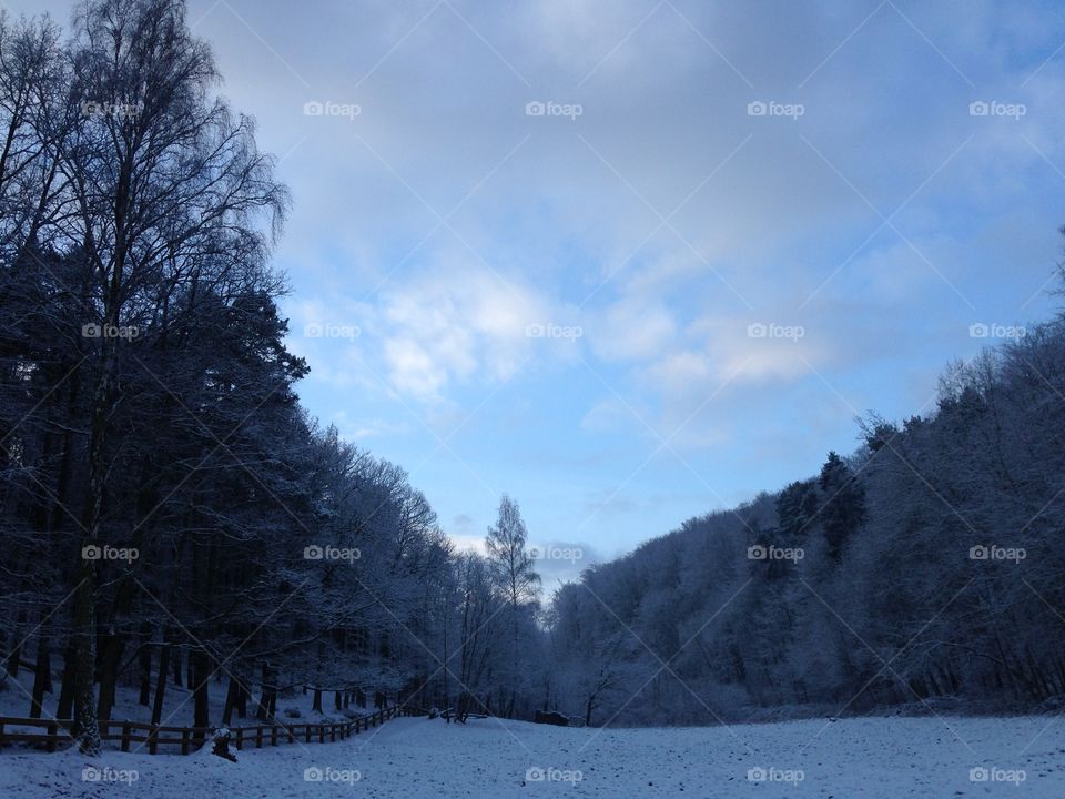 Snow, Winter, Cold, Tree, Landscape