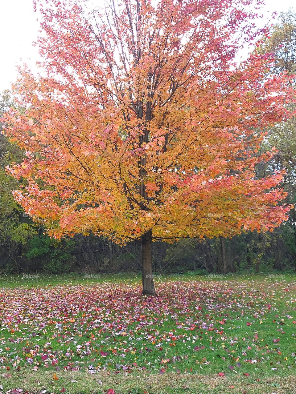 red fall autumn leaves