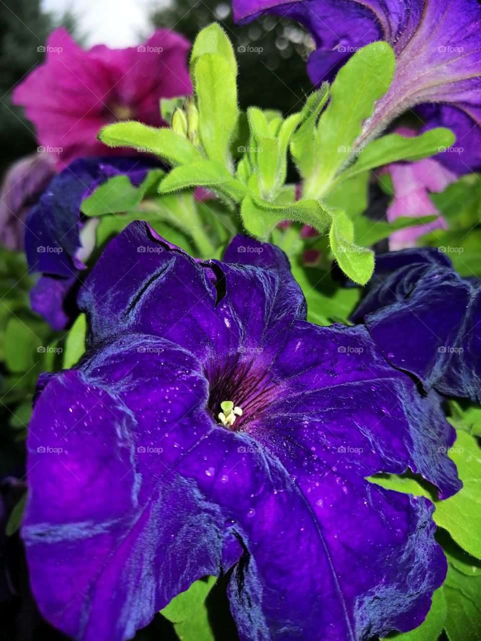 Flower color