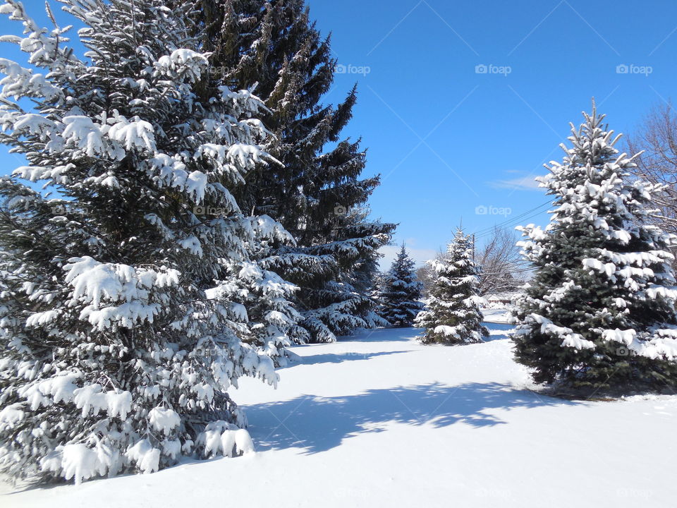 Snowy trees blue sky