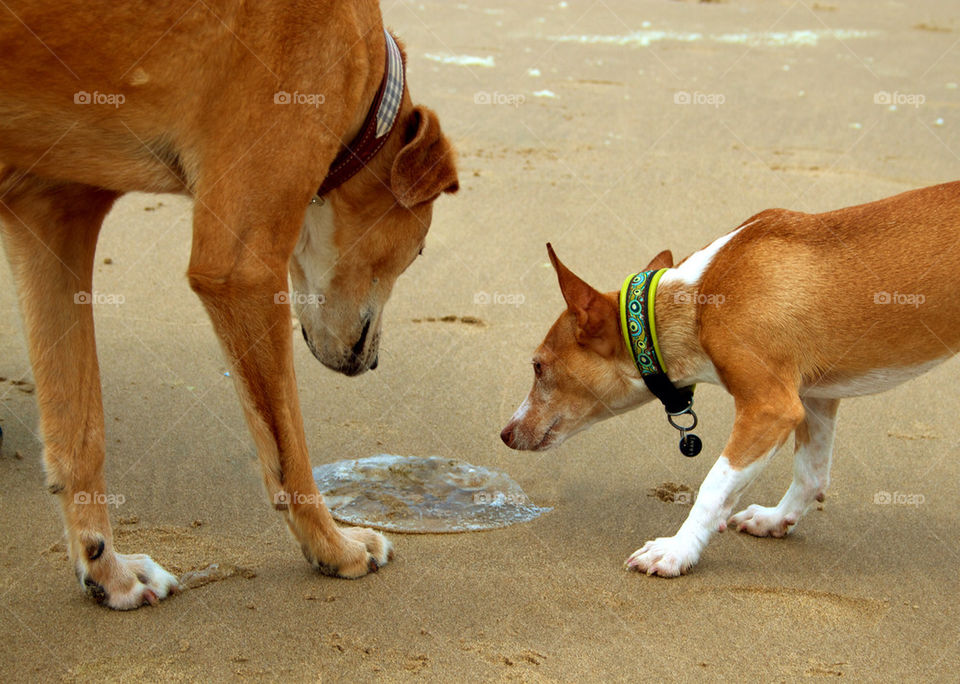 Two dogs on beach