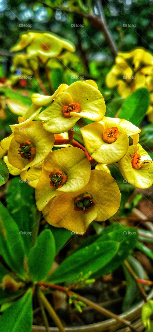 Ornamental plant crown of thorns.