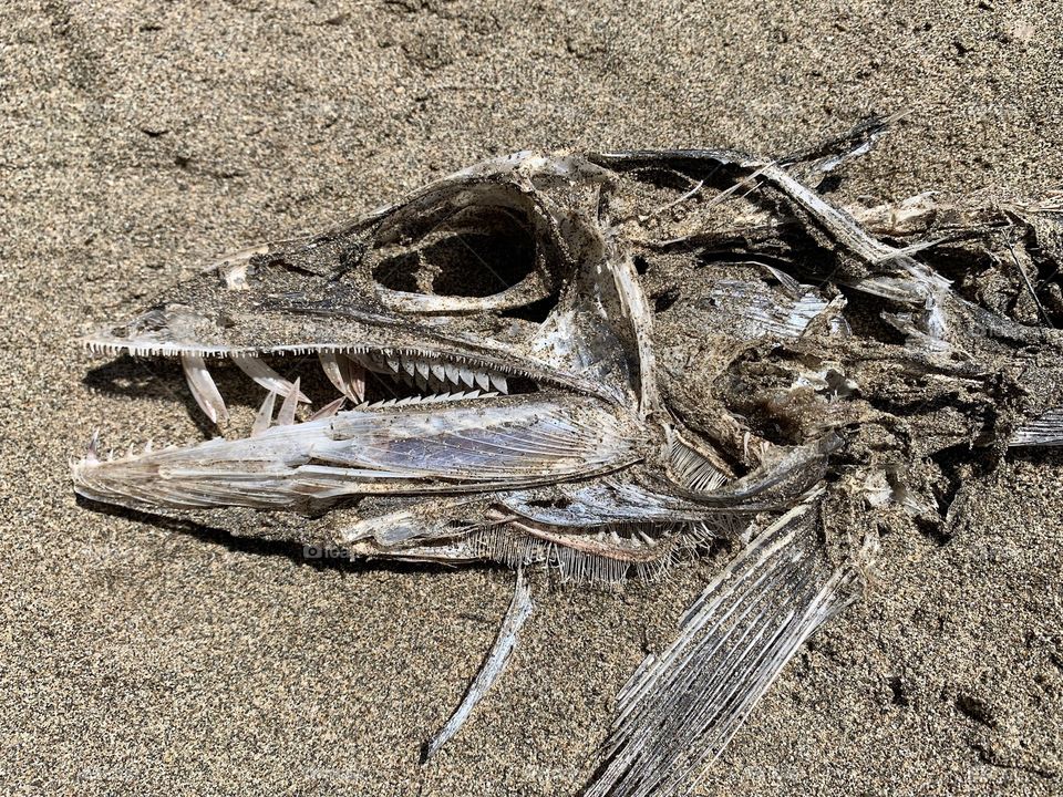 Fish skeleton - Pacific Lancet Fish