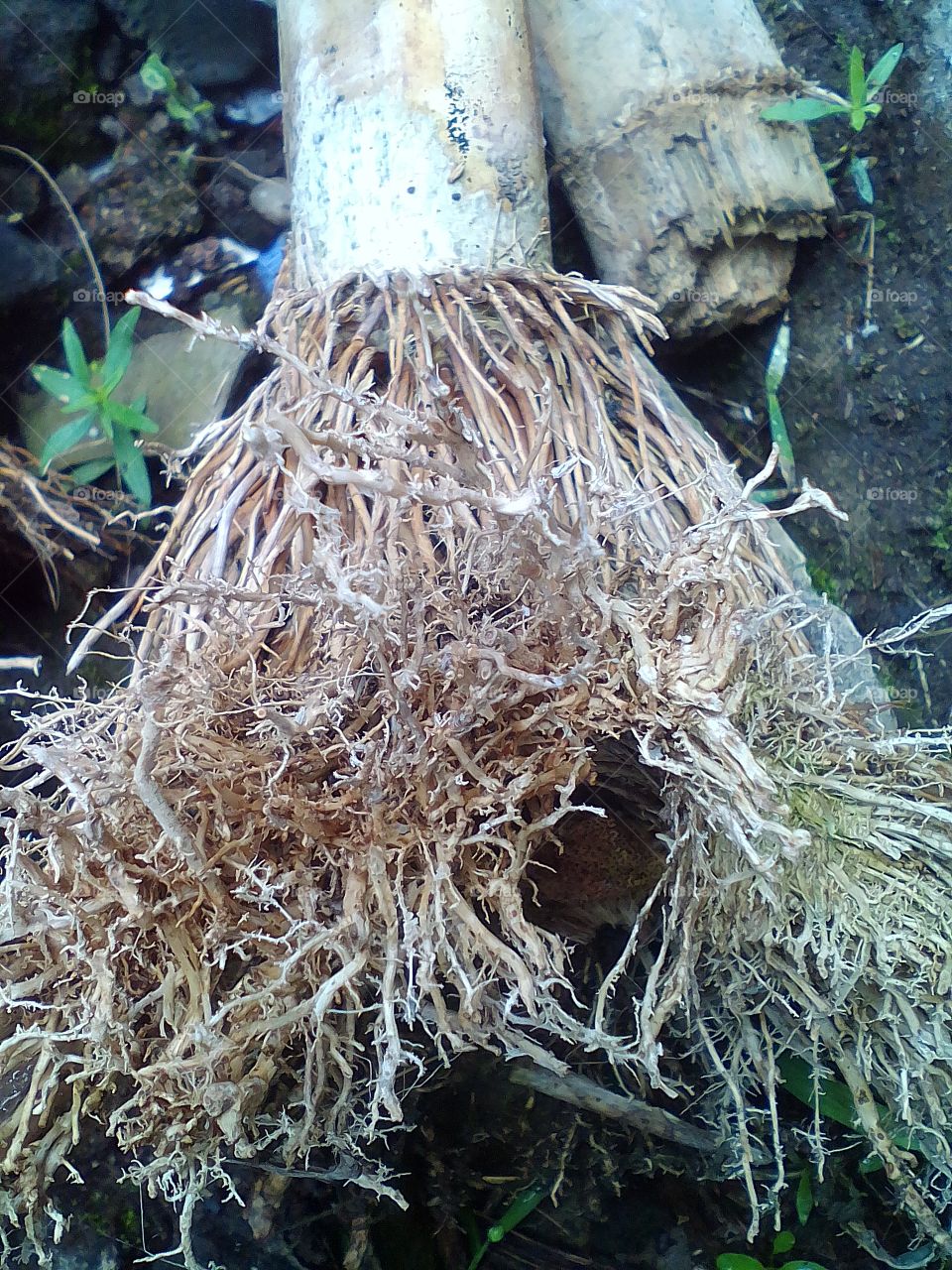 Root