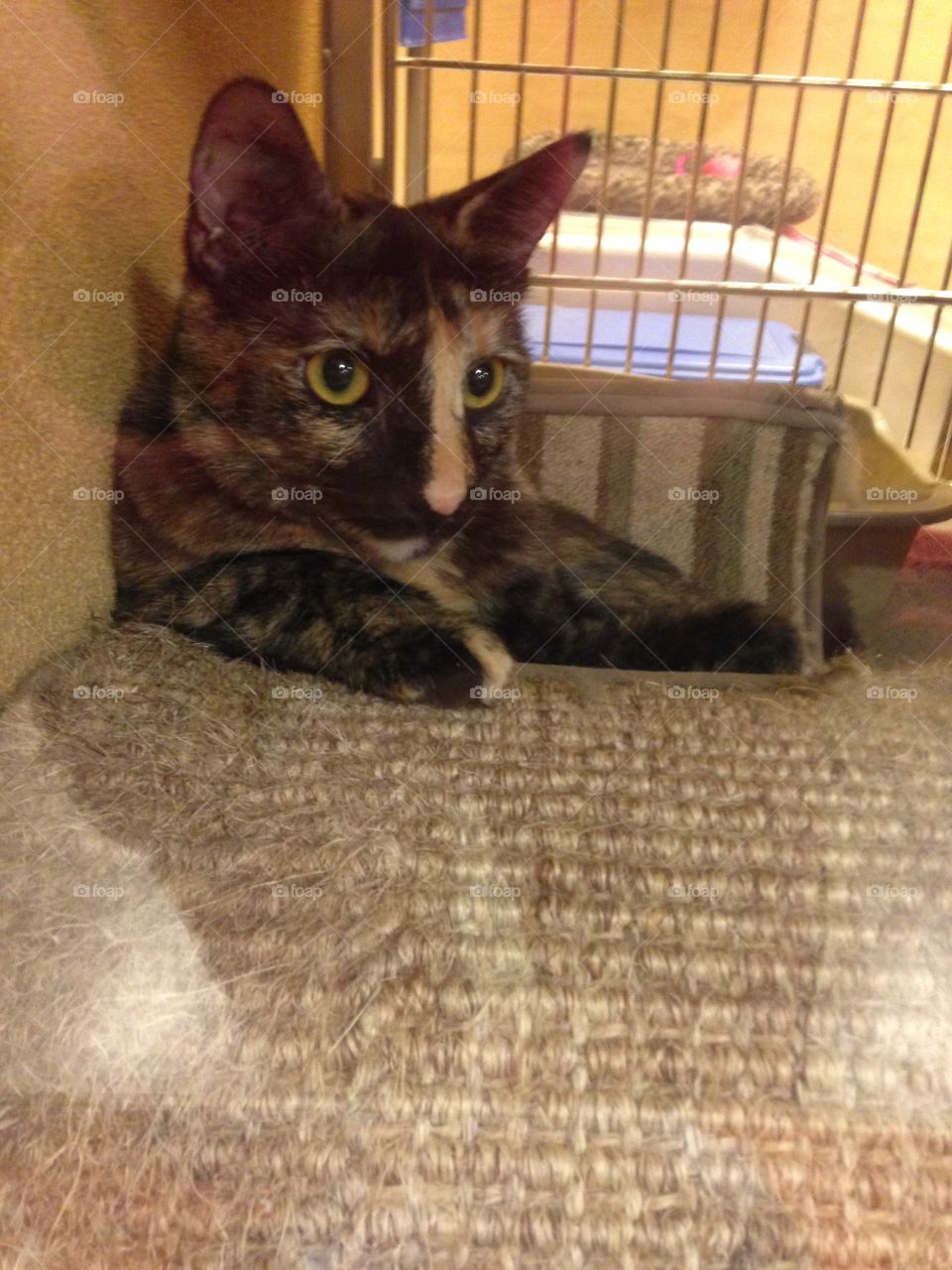Waiting for Adoption. A calico kitten cat inside plexiglass is patiently waiting for adoption.