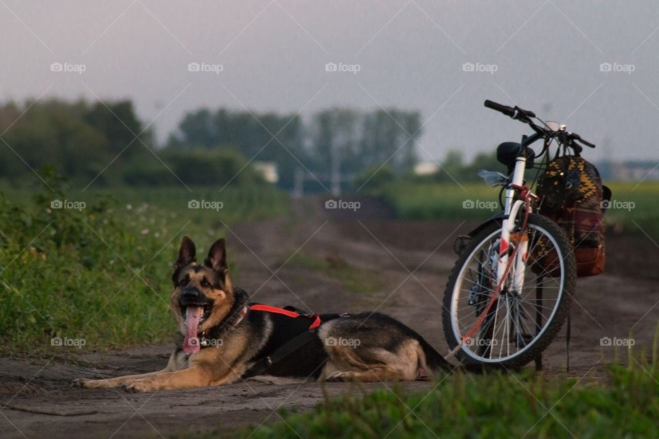 Bikejoring with strong dog