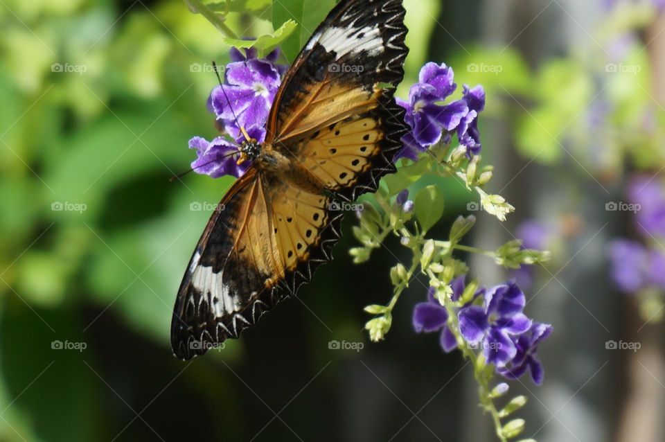 Close up of yellow, brown and white butterfly on stem of purple flowers with blurred background