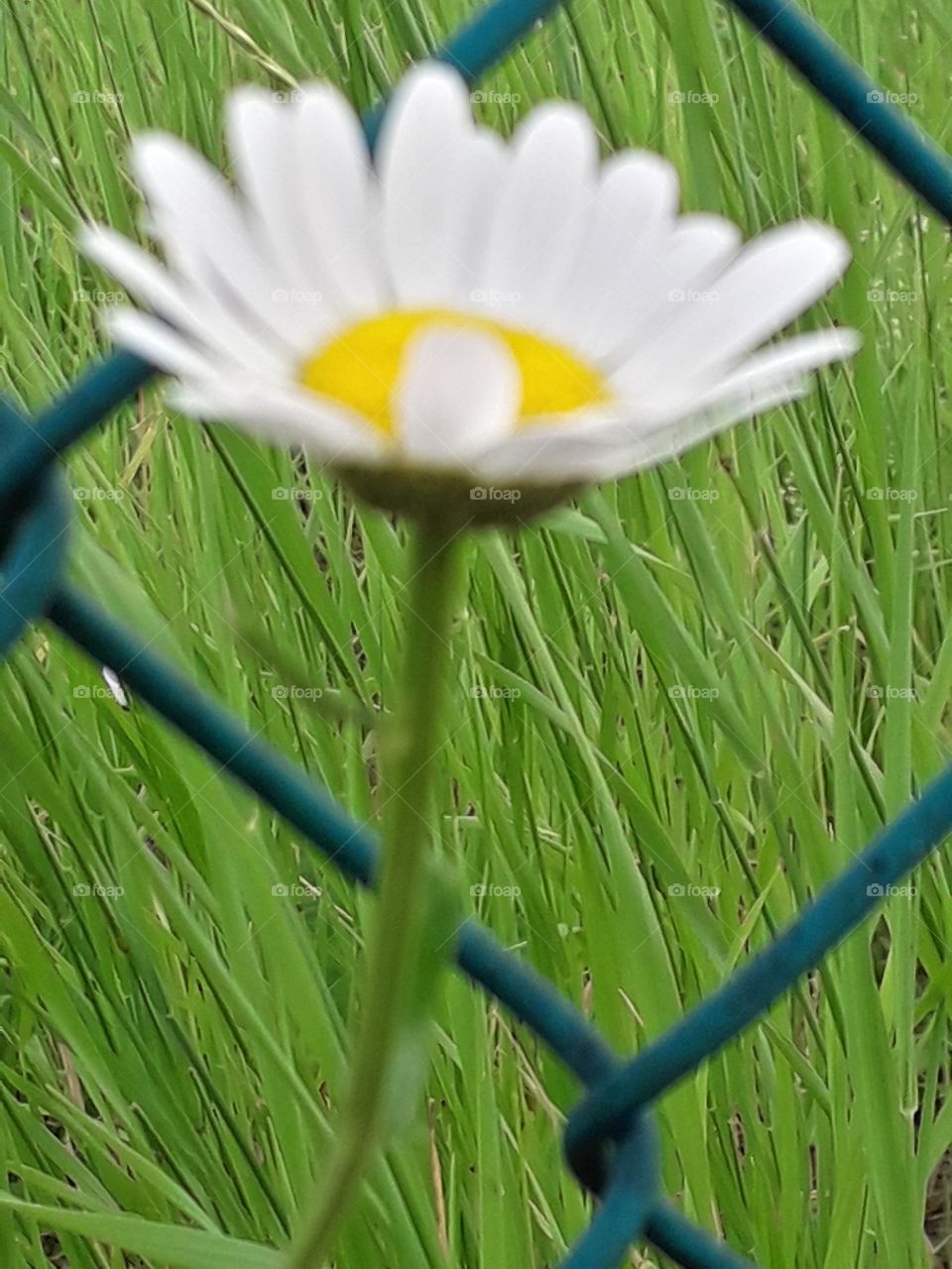 flower in the field