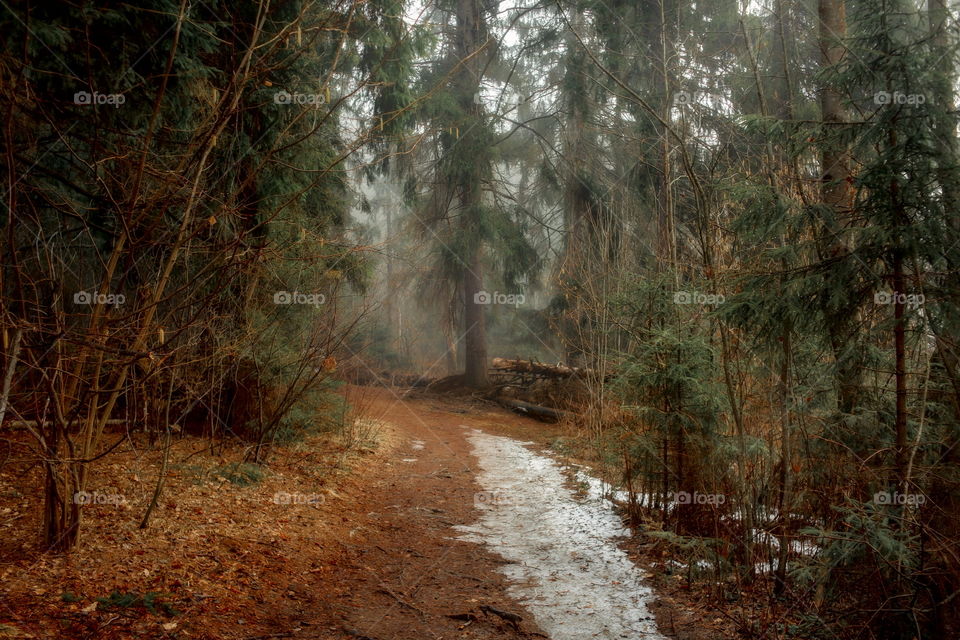 Misty morning in a spring forest