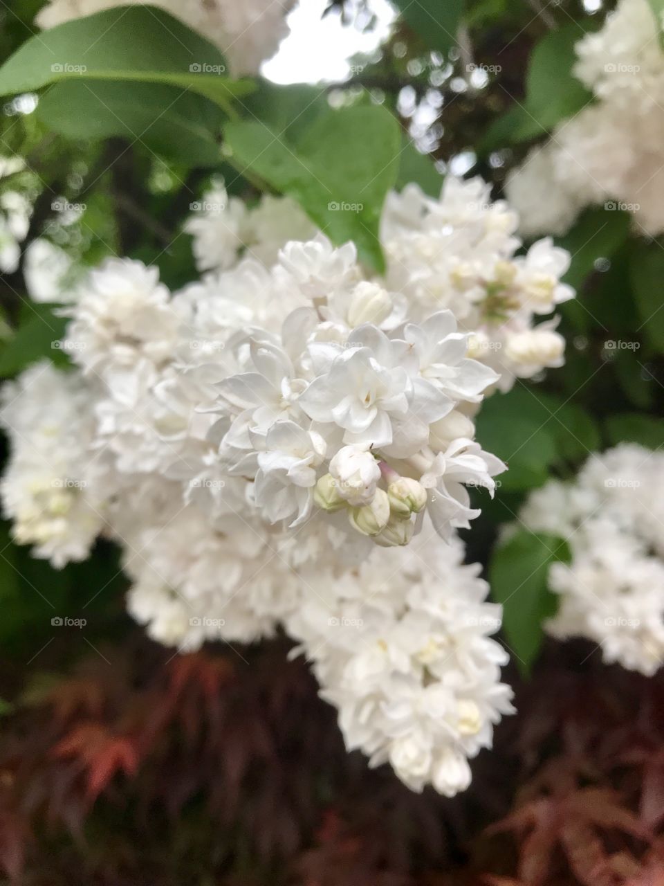 White flowers