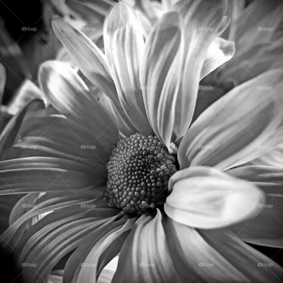 Nature, Flower, Monochrome, No Person, Beautiful