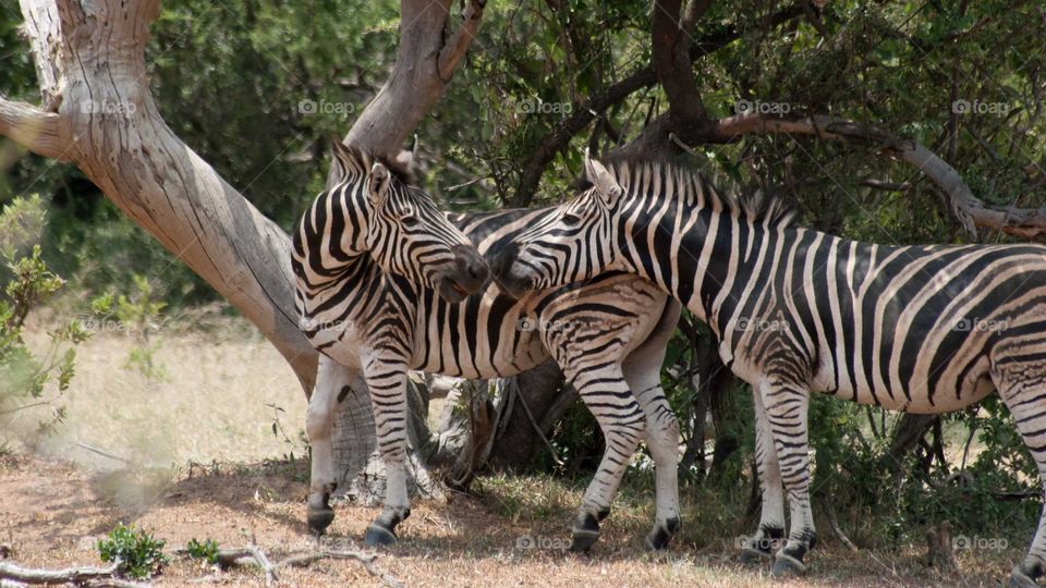 zebra nose to nose kiss