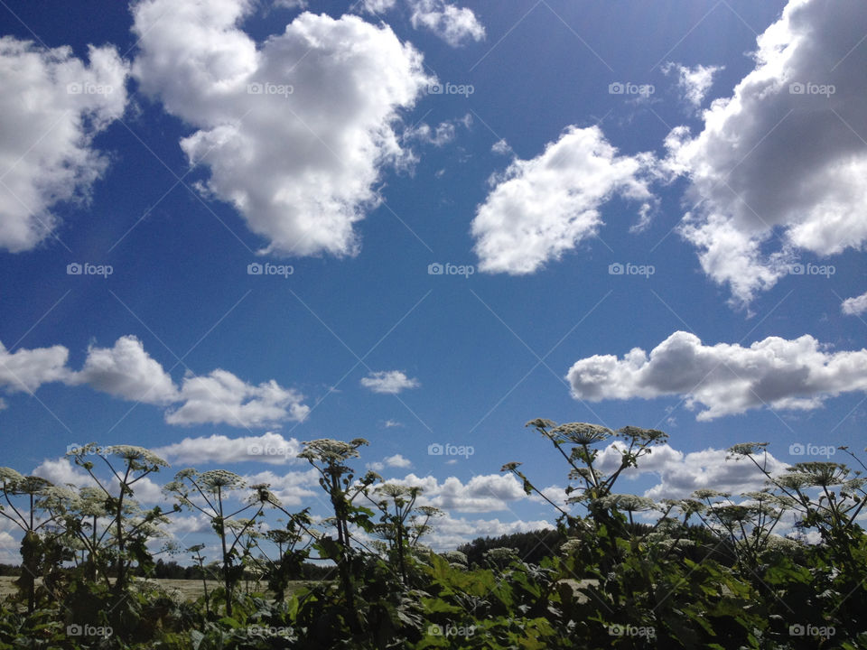 landscape sky field plants by penguincody