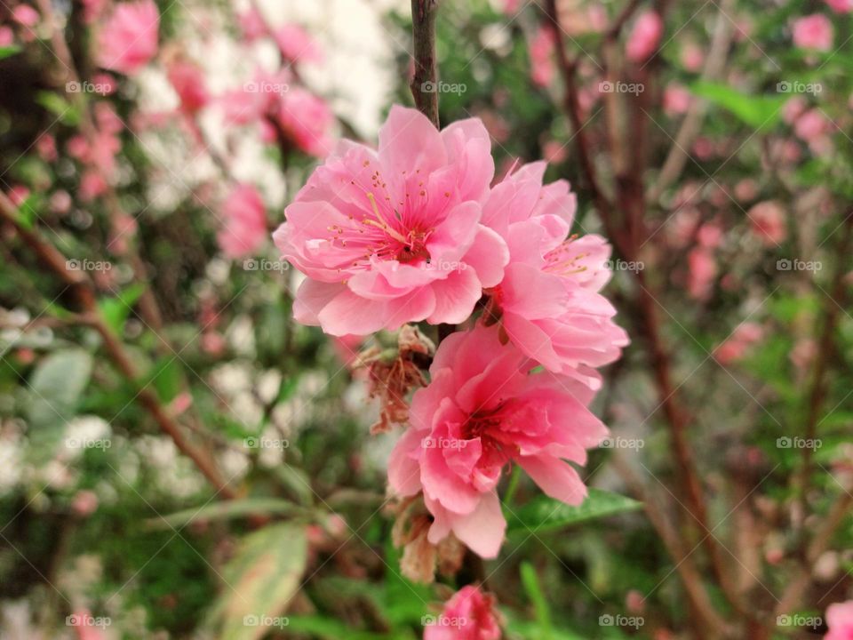 Pink blossom flower in the Spring time