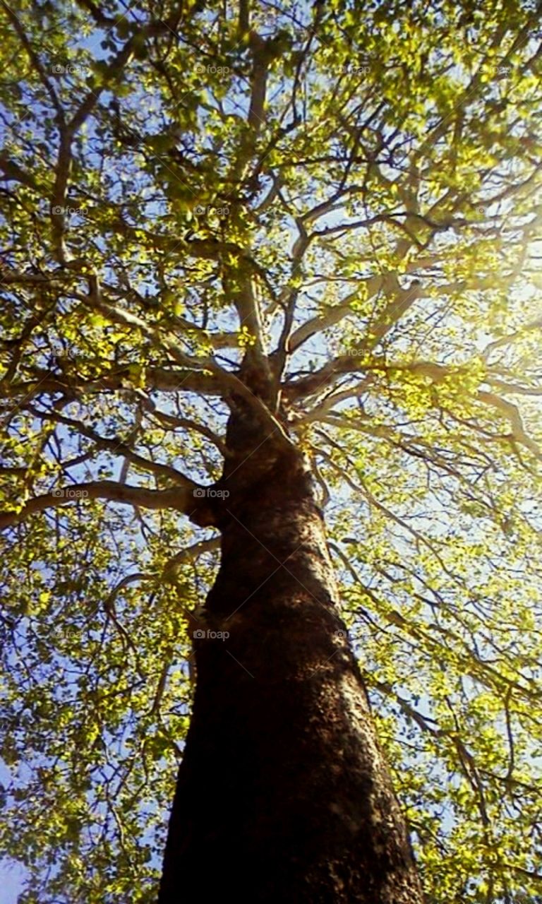 Tree Canopy. A reminder to look up once in a while.