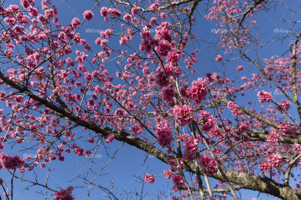 Cherry blossoms.